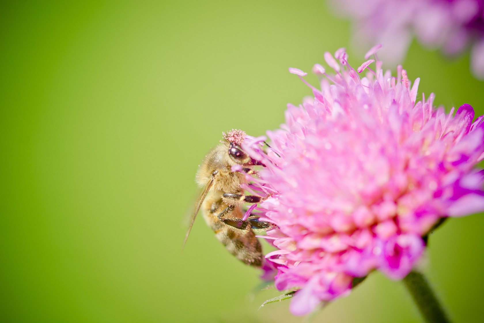 Bee, Blossom, Bloom, Pollen, Honey Bee, Pollination